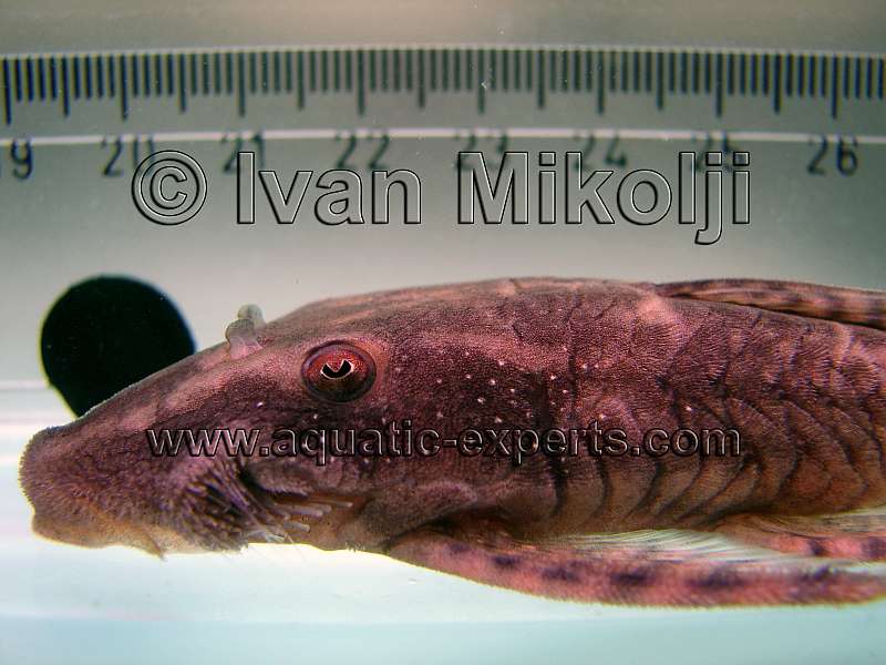plecos from the amazon